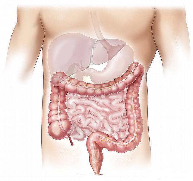 graphic of the internal system of the stomach including the small and large intestines, colon, and rectum. 